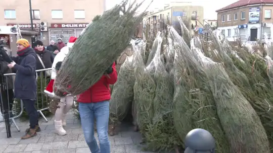 100 drzewek dla mieszkańców na jarmarku 100 drzewek dla mieszkańców na jarmarku