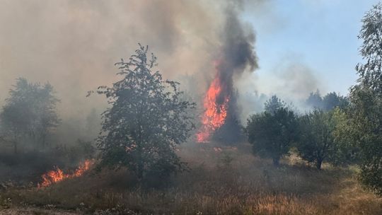 13 ha lasów i nieużytków spłonęło w powiecie jędrzejowskim