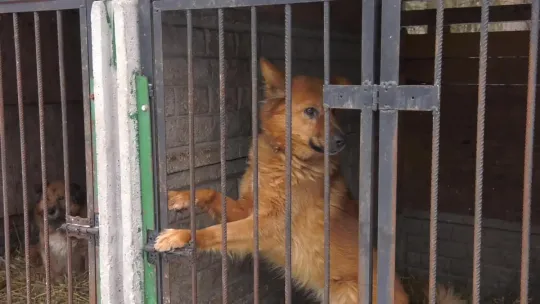 70 psów czeka na właścicieli. Schronisko w Suchedniowie zamyka działalność