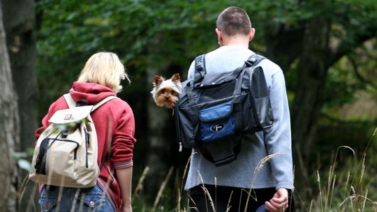 Badania potwierdzają pozytywny wpływ lasu i zieleni na zdrowie i samopoczucie ludzi