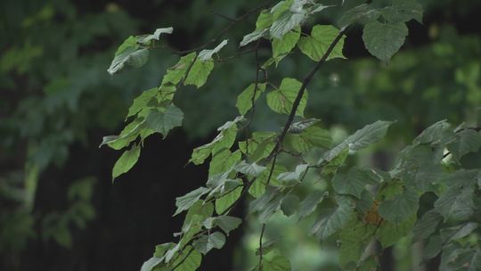 Będzie dużo miodu w Końskich, a i cień pojawi się na placach zabaw