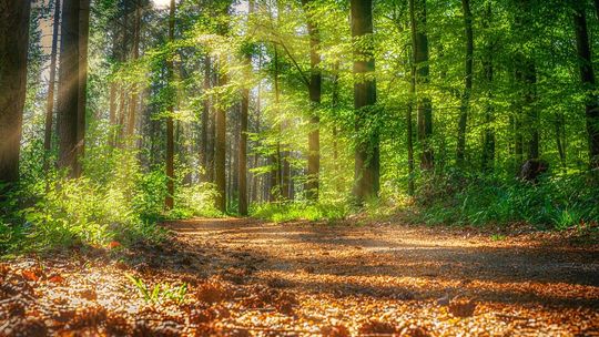 Bezpieczna wycieczka do lasu - sprawdź co jest najważniejsze 
