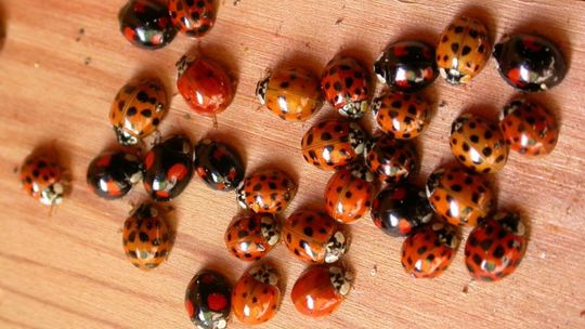 Biedronki azjatyckie - kolejna plaga owadów