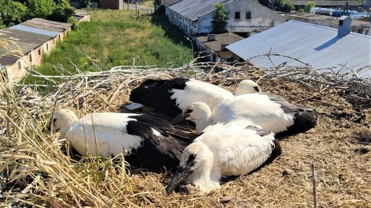 Bocianie pisklęta z obrączkami