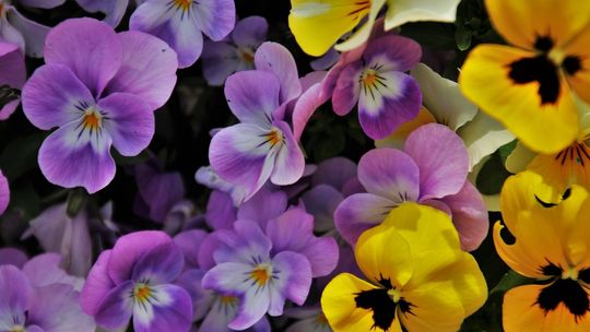 Bratki i stokrocie niebawem przyozdobią centrum Kielc