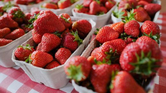 Bronisze: zimna wiosna, opóźnienia w dojrzewaniu warzyw i truskawek