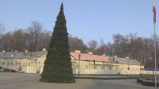 Choinka miejska będzie, ale …