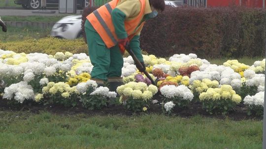 Chryzantemy zdobią już Kielce
