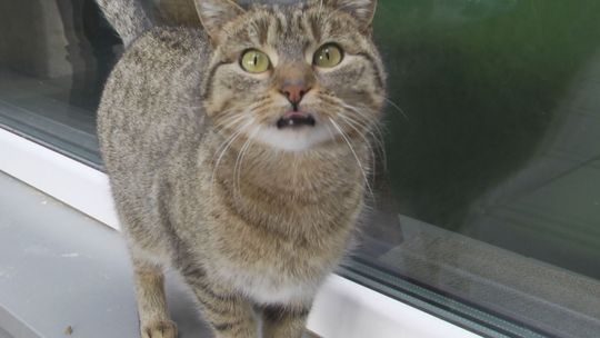 Czipowanie zwierząt w Kielcach może być obowiązkowe