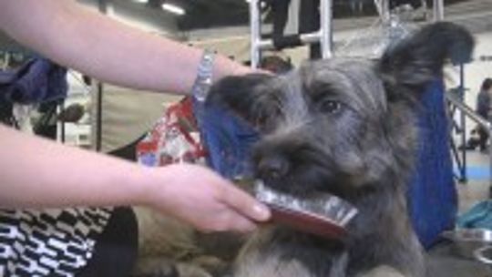 Czworonogi zakrólują w Targach Kielce