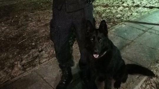 Czworonożny funkcjonariusz policji odnalazł zaginionego seniora