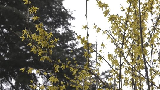 Czy nastanie jeszcze prawdziwa wiosna?