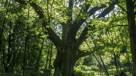 Dąb Bartek zabezpieczony po złamaniu konara Dąb Bartek zabezpieczony po złamaniu konara