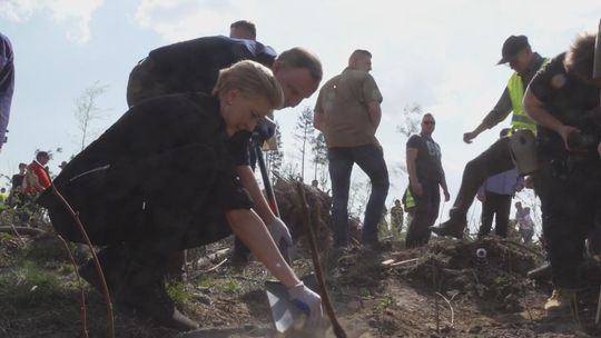 Do rozdania aż milion młodych drzewek. Rusza akcja #sadziMY