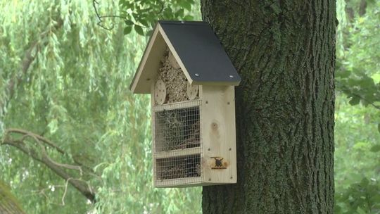 Domki dla dzikich pszczół wiszą już na terenie kieleckiego osiedla