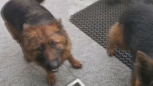 Dwa owczarki chciały zasilić policyjne szeregi