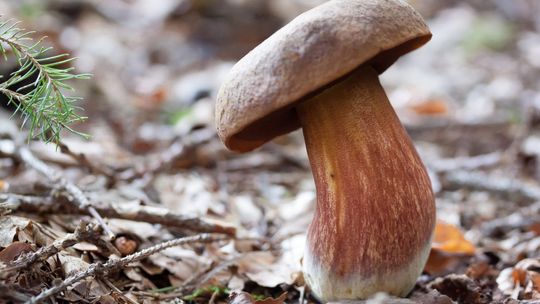 Dyżury grzyboznawców - sprawdź czy w koszyku masz tylko jadalne grzyby