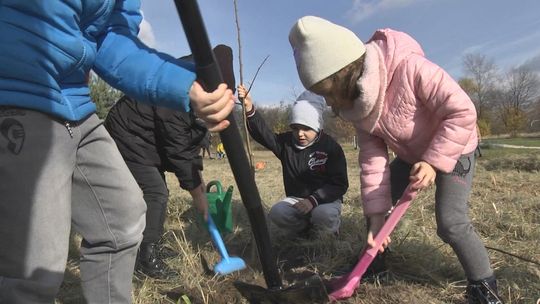 Dzieci z koneckich szkół i przedszkoli posadziły miododajne drzewa