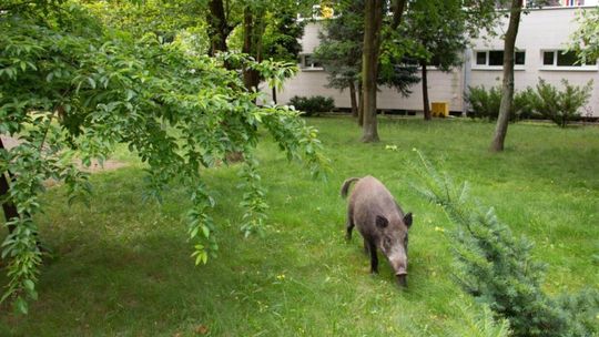 Dziki apel do mieszkańców Krakowa o niedokarmianie