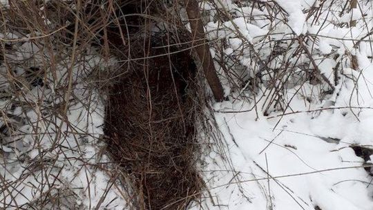 Dziki grasowały na jednej z kieleckich posesji