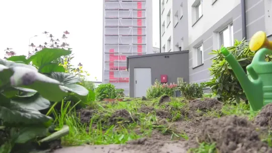 Dziki rozrabiają w mieście. Myśliwi chwytają za broń