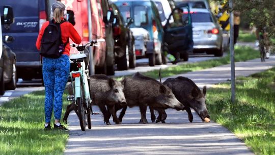 Dziki w mieście: jak zachować się podczas spotkania?