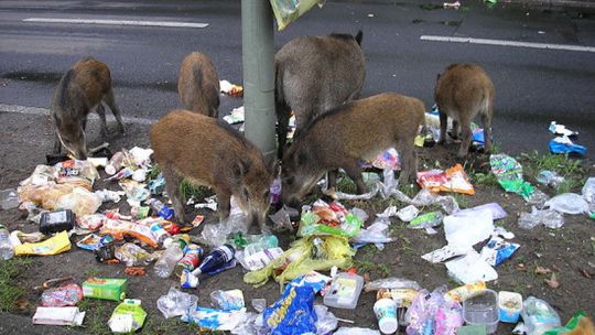 Dziki w mieście: narastający problem samorządów