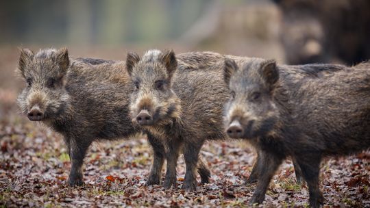 Eksperci o dzikach w miastach: liczebność tych zwierząt nie jest znana Eksperci o dzikach w miastach: liczebność tych zwierząt nie jest znana