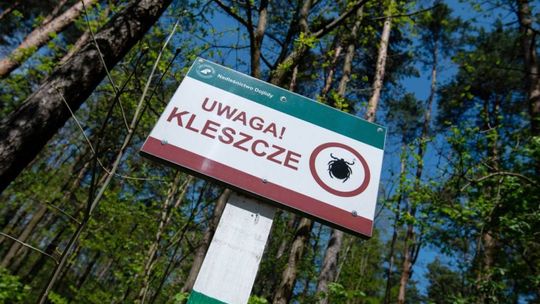 Ekspert: kleszcze przenoszą groźne choroby; warto stosować profilaktykę