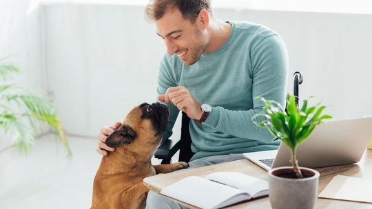 Hotel dla psów Kielce. Jak wybrać najlepsze miejsce dla swojego pupila