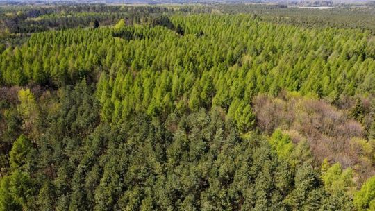 IBL: wzrasta zagrożenie pożarowe lasów; miejscami podatność na zapalenie jest ekstremalna