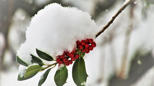 IMGW: w tym tygodniu powrót zimowej aury