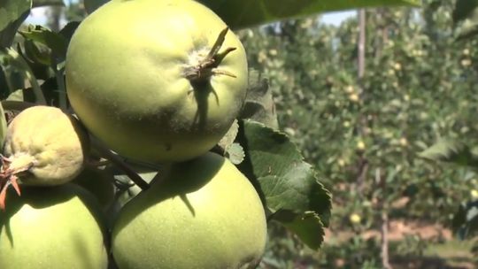 Jest stanowisko sieci Biedronka ws. decyzji Prezesa UOKiK