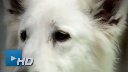 „Każdy ma prawo pomagać”. Trwa zbiórka karmy dla zwierząt