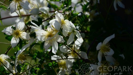 Kielecki Ogród Botaniczny będzie otwarty po jednoznacznej decyzji MZ