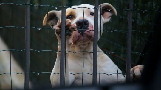 Kiermasz książek i sprzątanie lasu dla czworonogów ze schroniska