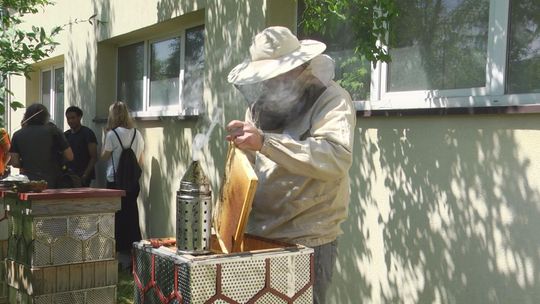Kolejne miodobranie z niezwykłej pasieki na Politechnice Świętokrzyskiej