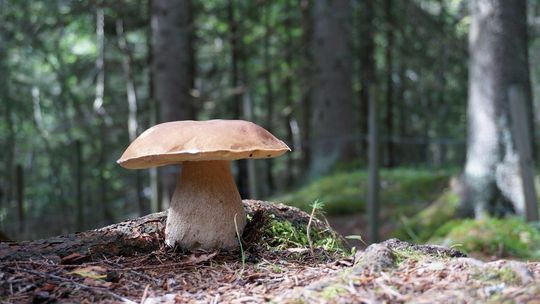 Kolejni zaginieni w czasie grzybobrania