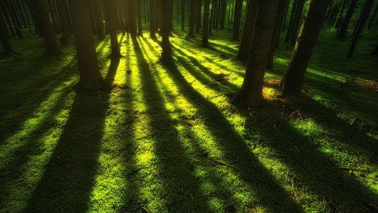 Kradł mech z lasu - niecodzienne znalezisko policjantów