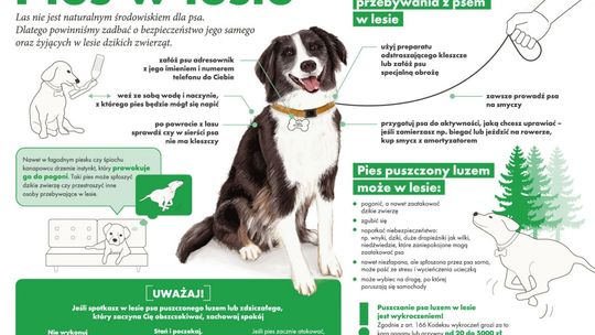 Majówka bezpieczna dla lasu i korzystających z lasu