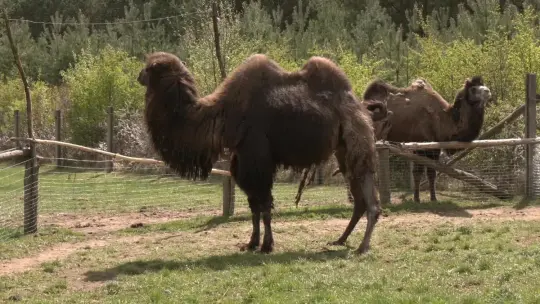 Majówka wśród zwierząt i natury