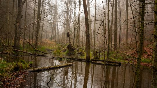 Mamy dwa nowe rezerwaty przyrody