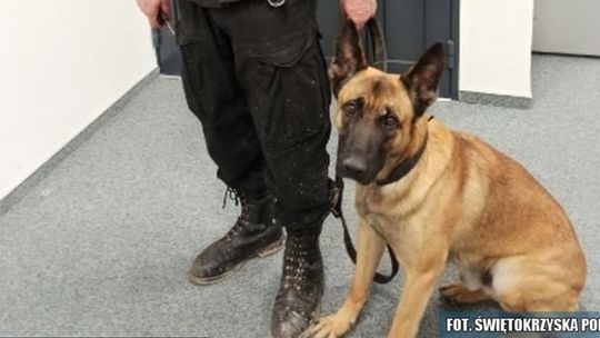 Mężczyzna chciał odebrać sobie życie. Uratował go policyjny pies tropiący