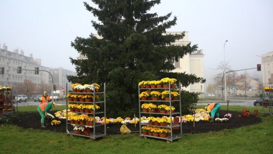 Miasto zakupiło chryzantemy od lokalnych przedsiębiorców. Kwiaty ozdabiają miasto