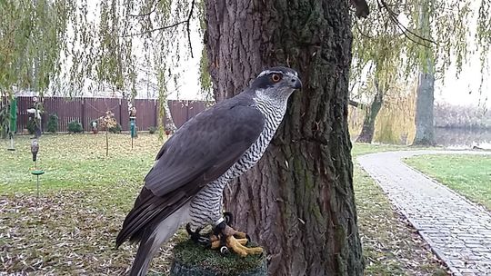 Międzynarodowe łowy z orłami, sokołami i jastrzębiami