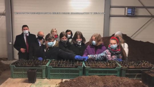 Mieszkańcy otrzymają sadzonki wierzby z kieleckiego parku