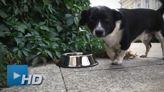 Miska z wodą dla pupila w centrum Kielc