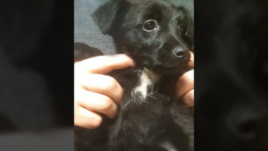 Młoda kobieta uratowała Promyka. Ktoś wrzucił szczeniaka w reklamówce do rzeki