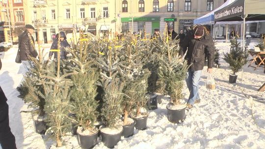 Nagrodą w quizie ekologicznym były choinki