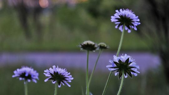 Nasiona kwiatów czekają na mieszkańców 